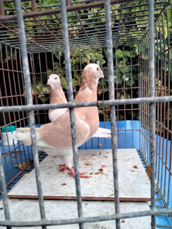 Pigenes for sale