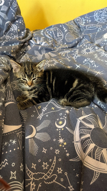 9 week old male kitten