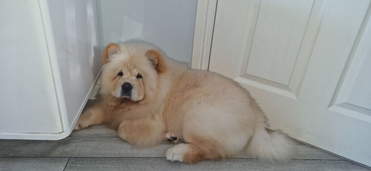 Chow chow female