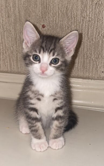 grey kitten