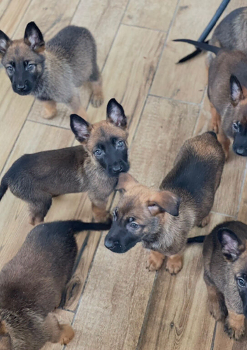 Belgian Malinois puppies