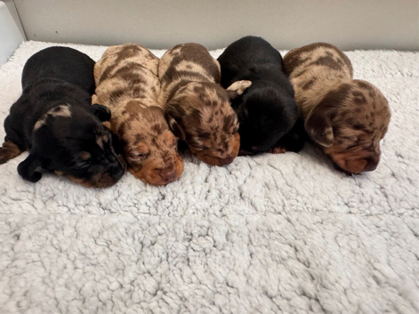 Miniature dachshund puppies