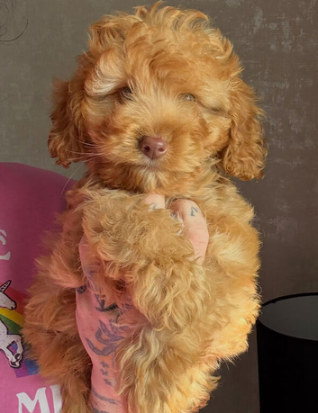 f1b cockapoo left