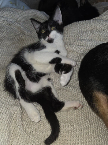 Black and white harlequin x mainecoon