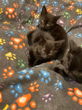 I have 3 Bombay black kittens