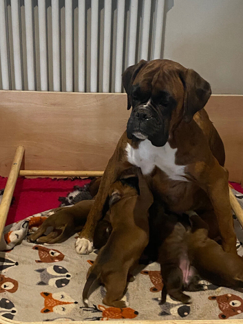 Stunning litter of boxer puppies for sale