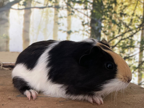 Baby guinea pigs