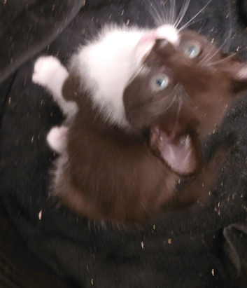 Nice chunky kittens all boys