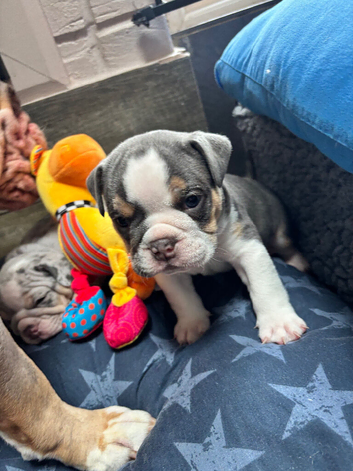 Last boy Olde English Bulldogge