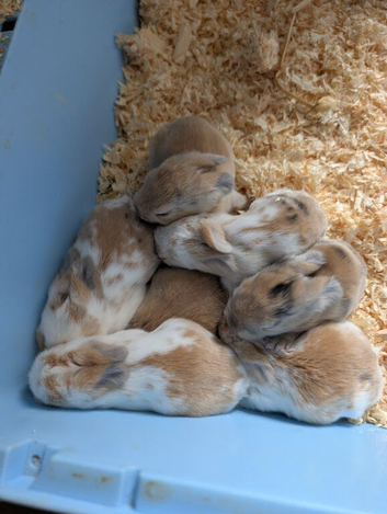 7 Bouncing Baby Bunny Lops