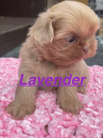 4 males Shihzu puppies available ready now !!