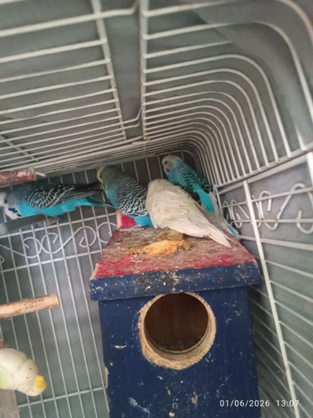 budgies for sale