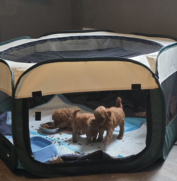 Beautiful red toy poodle puppies