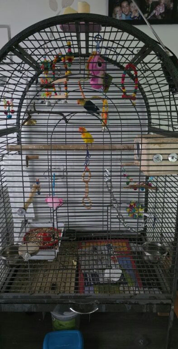 2 lovely love birds
