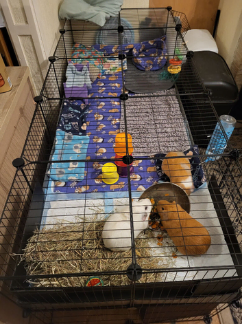 Guinea pigs x3 with Kavee Cage and accessories.  Can sell guinea pigs separately to cage