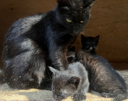 Kittens