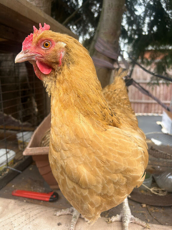 Orpington hen for sale
