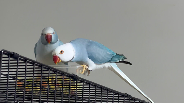 Blue Opaline Proven pair ringneck