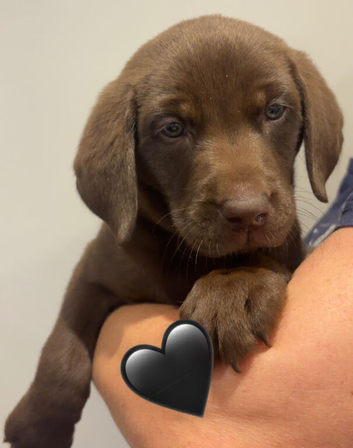 Chocolate kc Labrador puppies