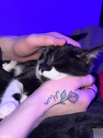Kitten for sale