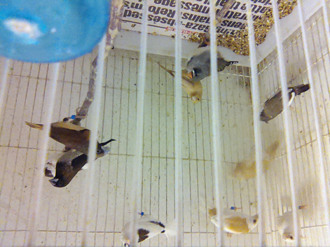 Bengalese finches
