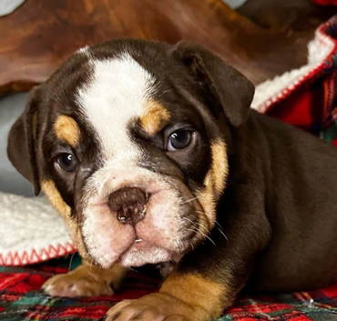 English bulldog puppies