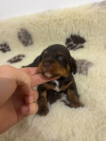 Chocolate & tan Cavapoo boy