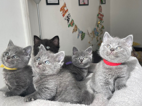 Beautiful British shorthair kittens