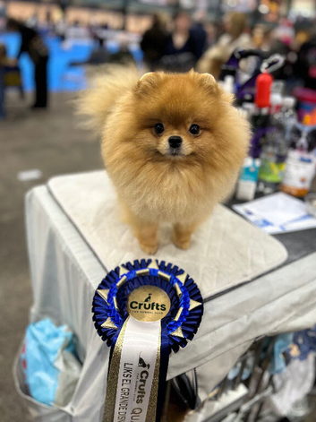 Stud Pomeranian available