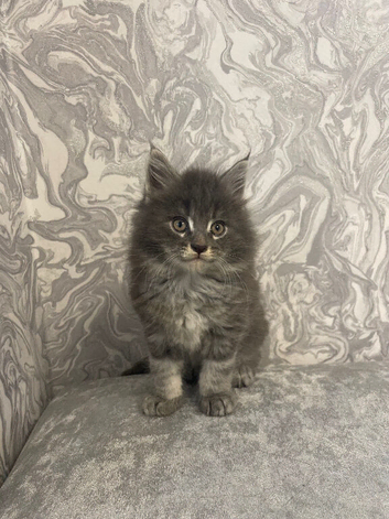 Long Haired Kitten Mainecoon/Ragdoll