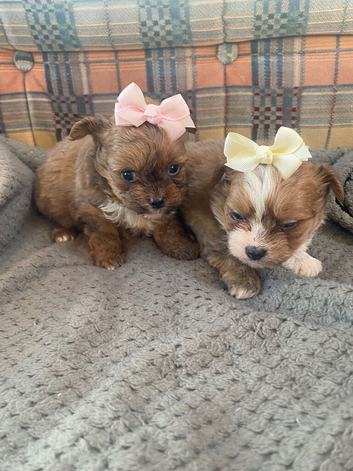 Pomchi puppies