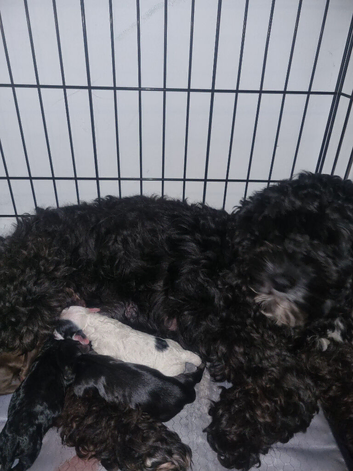 Beautiful cavapoo puppies