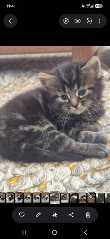 Fluffy kittens