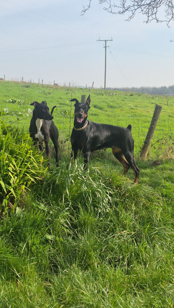 Beautiful Doberman girl