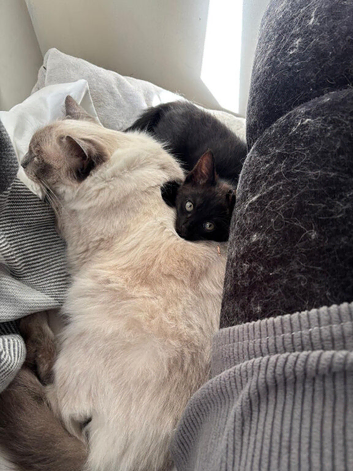 One female half Ragdoll left