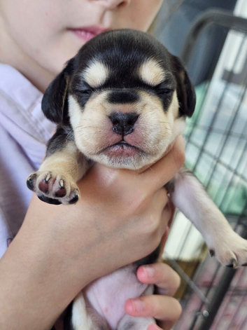 French bulldog x Show cocker spaniel