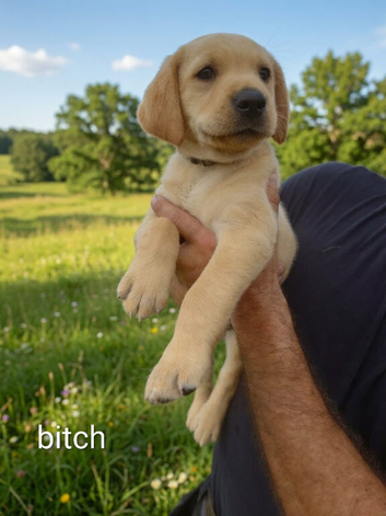 9 STUNNING LABRADOR PUPPIES READY NOW