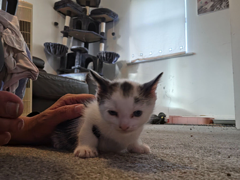 Beautiful kittens