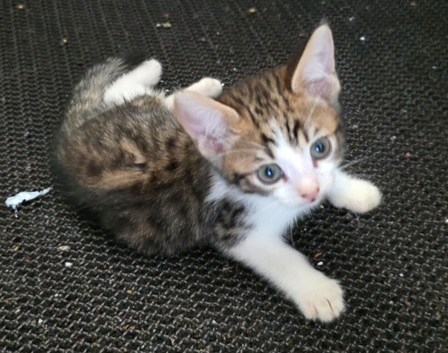 Bengal male kitten