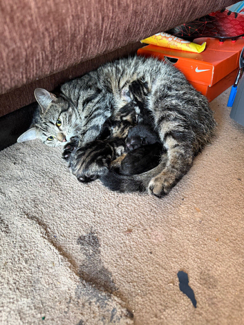 Tabby Kitten