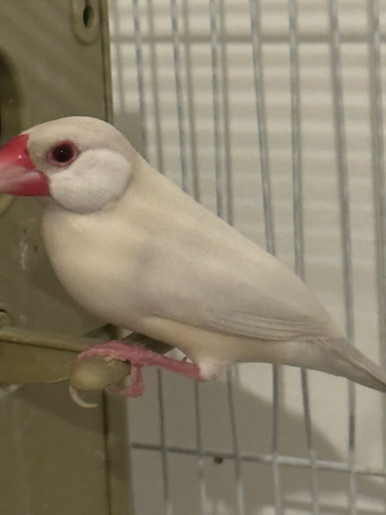 Java finch and star finch