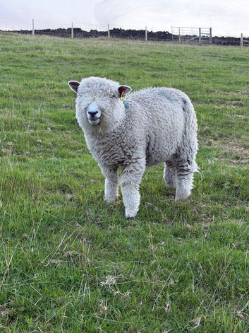 Pet Lambs x3