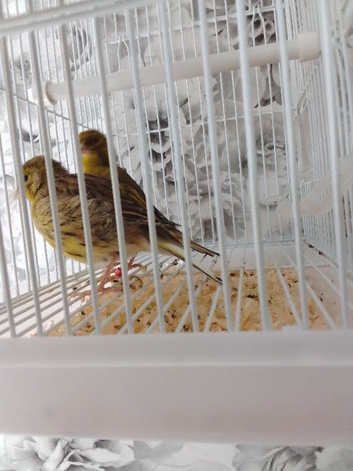 pair of canaries