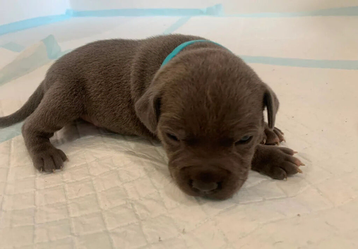 Beautiful Newborn Blue Staffordshire Bull Terrier Puppies 2 Boys, 2 Girls