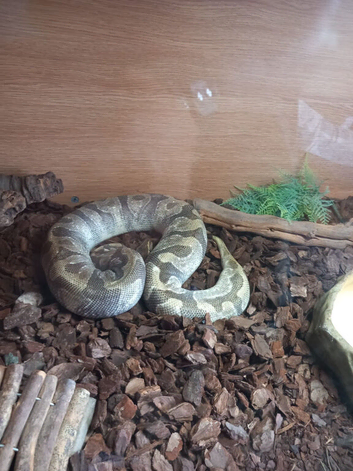 Royal python