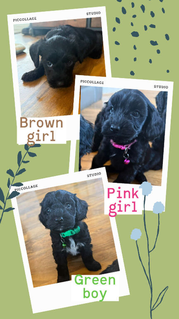 Beautiful litter of corkiepoos