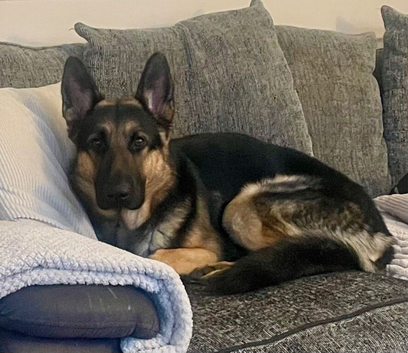 Male German shepherd