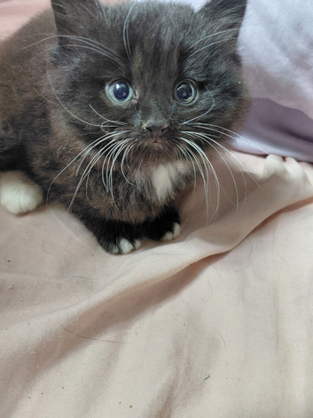0ne dear fluffy kitten
