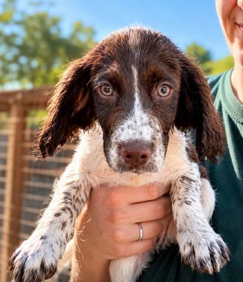 Two beautiful springer spaniels