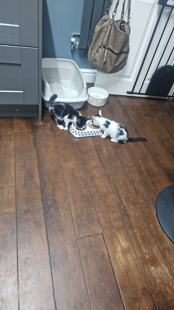 2 lovely male kittens
